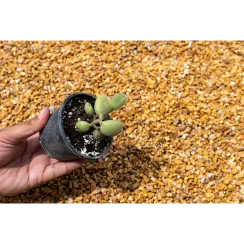 Succulent Plant